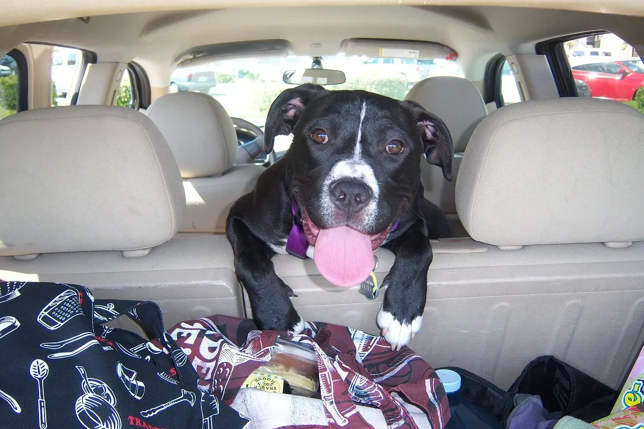 #1 - The Smell of the First Car Ride (Image Credits: Pixabay)