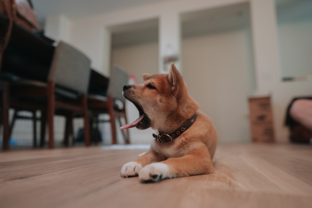 Yawning Often Signals Stress, Not Tiredness (Image Credits: Unsplash)