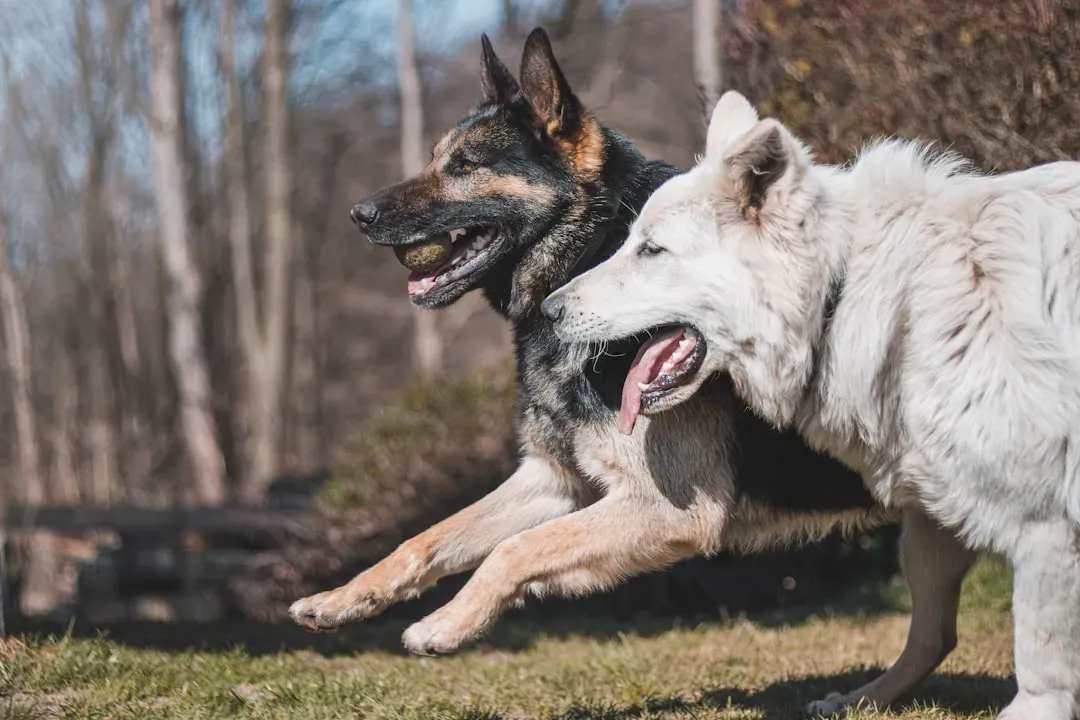 Full-Body Joy: Zoomies, Play Bows, and the Happy Wiggle (Image Credits: Unsplash)