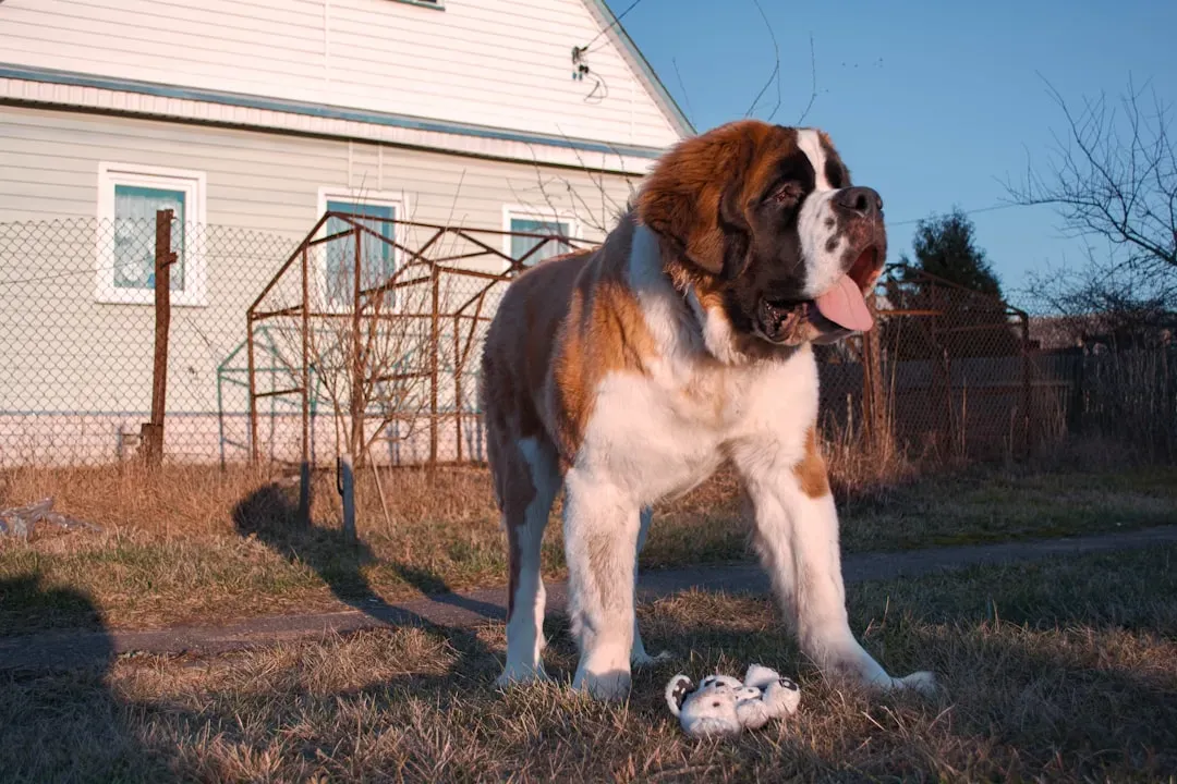 #8 - Saint Bernard's Famous Rescue Numbers Grew With Every Retelling (Image Credits: Unsplash)