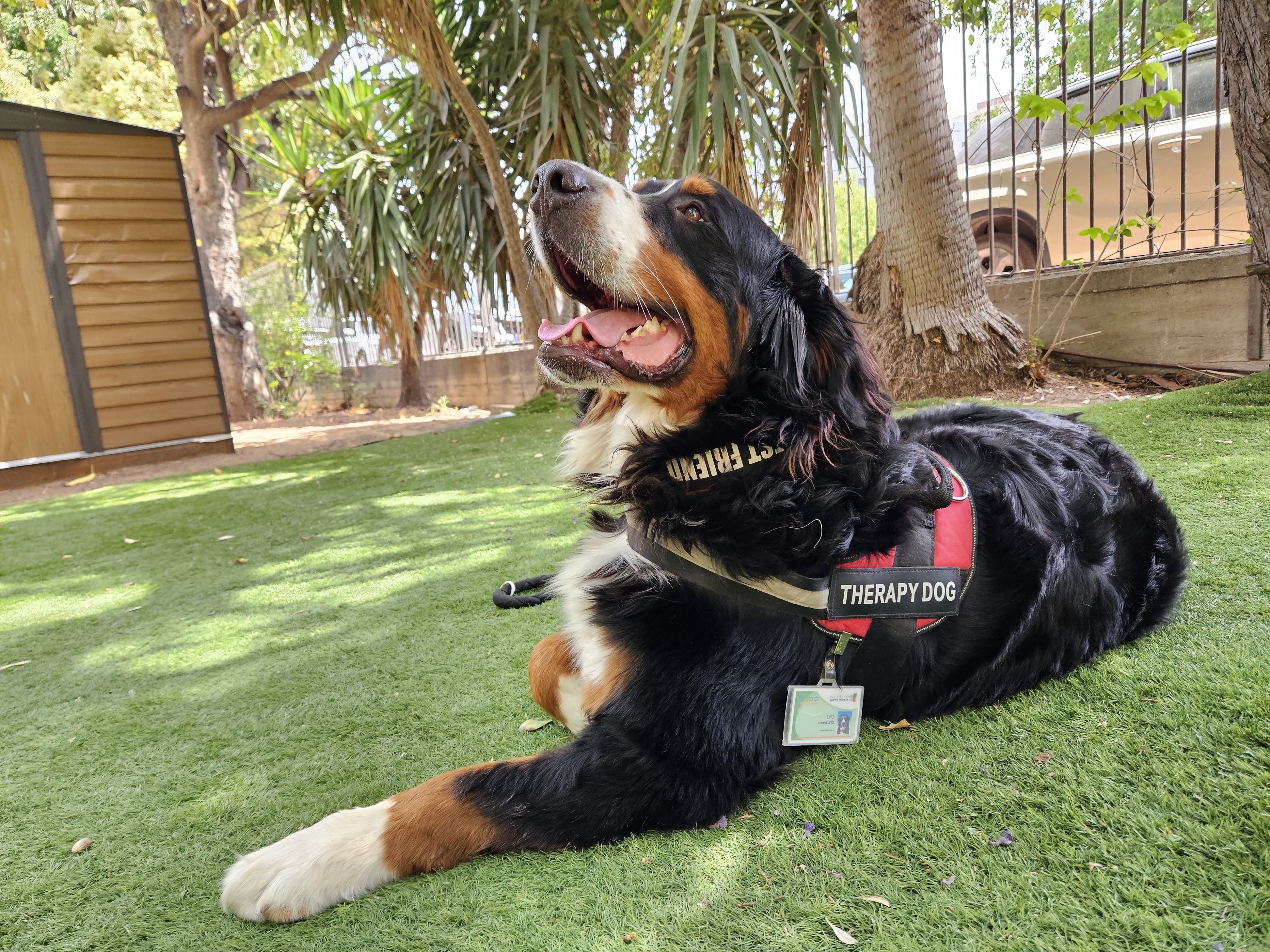 Bernese Mountain Dog: The Therapy Dog from Switzerland (Image Credits: Wikimedia)