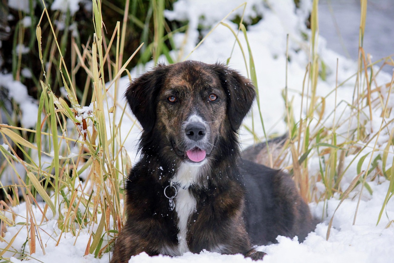 Which Dog Breeds Are Built for Winter Weather (Image Credits: Pixabay)
