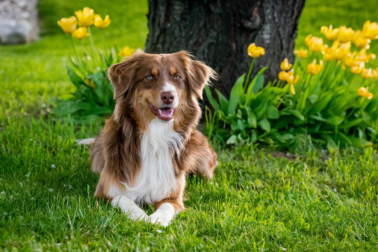 Virgo: The Perfectionist's Structured Companion (Australian Shepherd) (Image Credits: Pixabay)