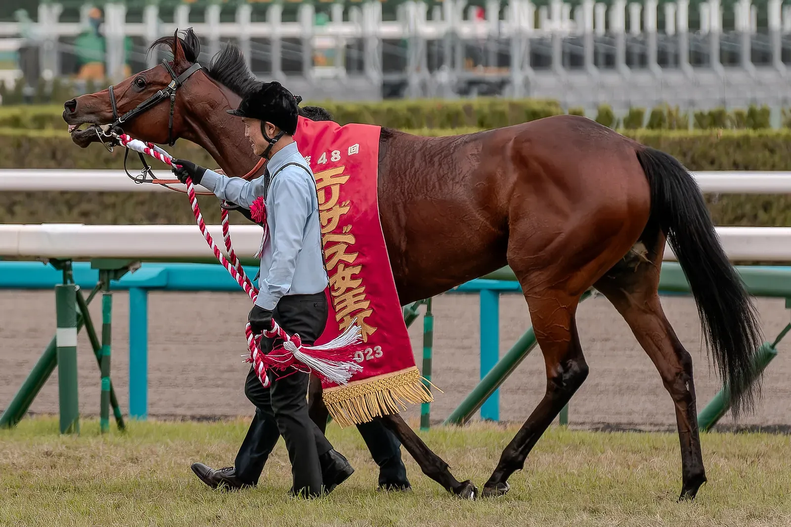 2. Thoroughbreds (Image Credits: Wikimedia)