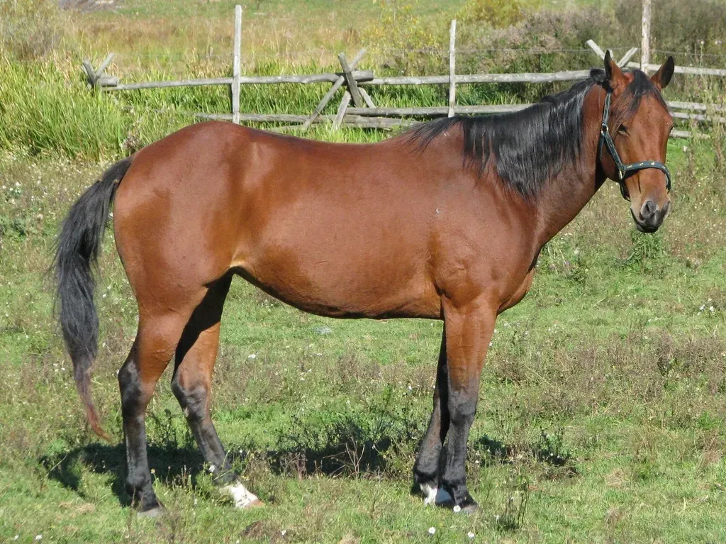 7. American Quarter Horse (Top Performance and Halter Lines) (Image Credits: Rawpixel)