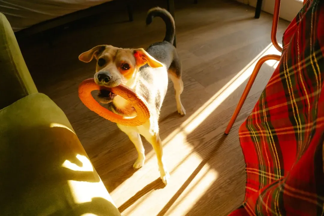 They Bring You Their Favorite Things (Image Credits: Unsplash)