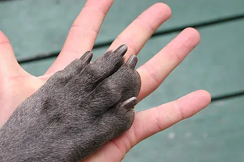 3. “Hey, Look at Me, You’re Ignoring Me” (living hand to paw, CC BY 2.0)