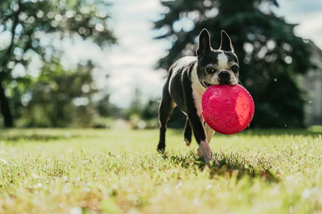 Boston Terrier: The American Gentleman Gone Rogue (Image Credits: Unsplash)