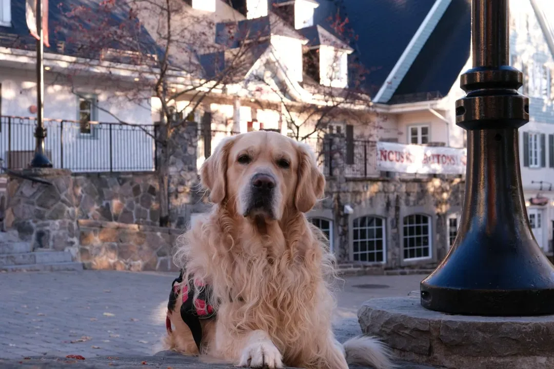 #2: The Golden Retriever - Steady, Sunny, and Boundlessly Adaptable (Image Credits: Unsplash)