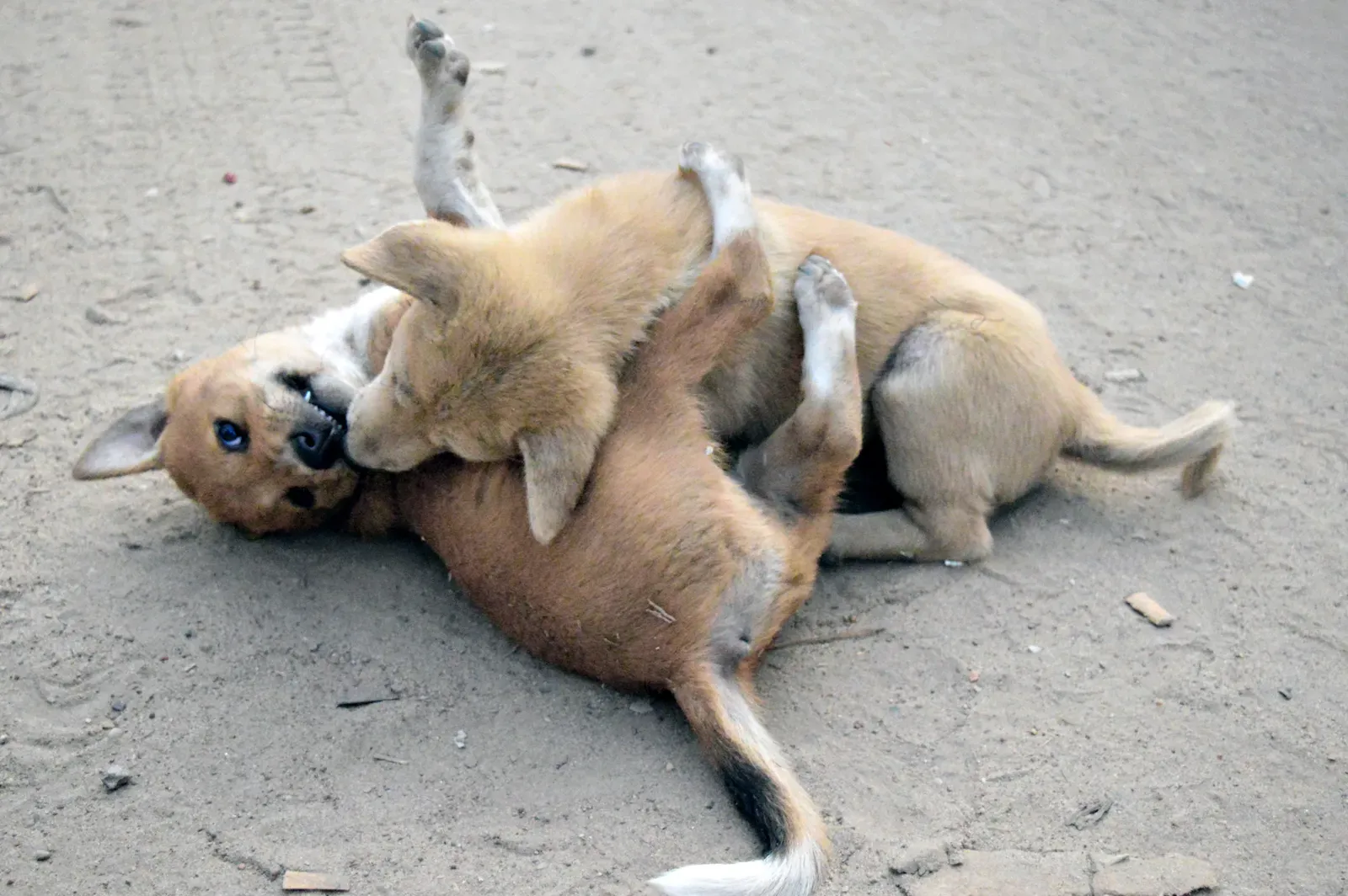 You're Not Addressing Behavior Problems Early (Image Credits: Wikimedia)