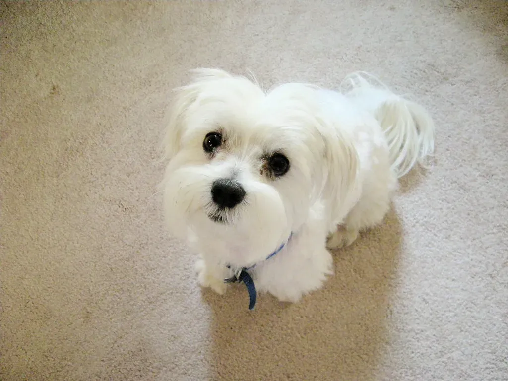 When Your Dog Isn't Getting Enough: Signs to Watch For (Letheravensoar, Flickr, CC BY 2.0)