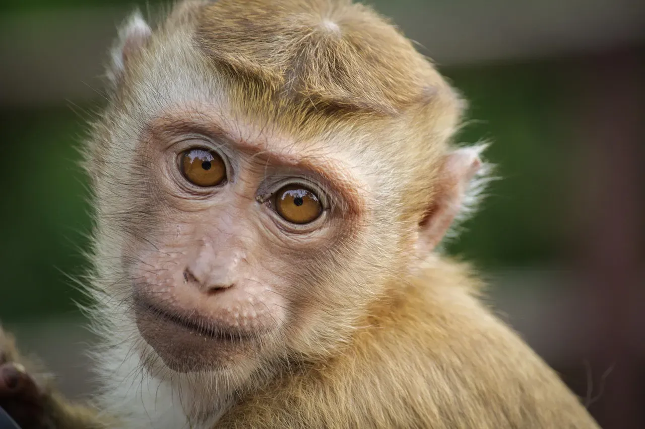 #5: Monkey - The Clever Charmer (Image Credits: Pixabay)
