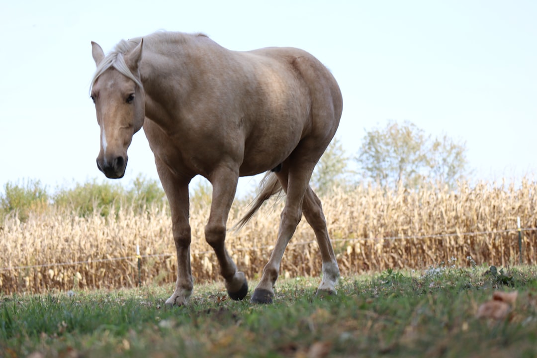 Tennessee Walking Horse: The Smooth Operator (Image Credits: Unsplash)