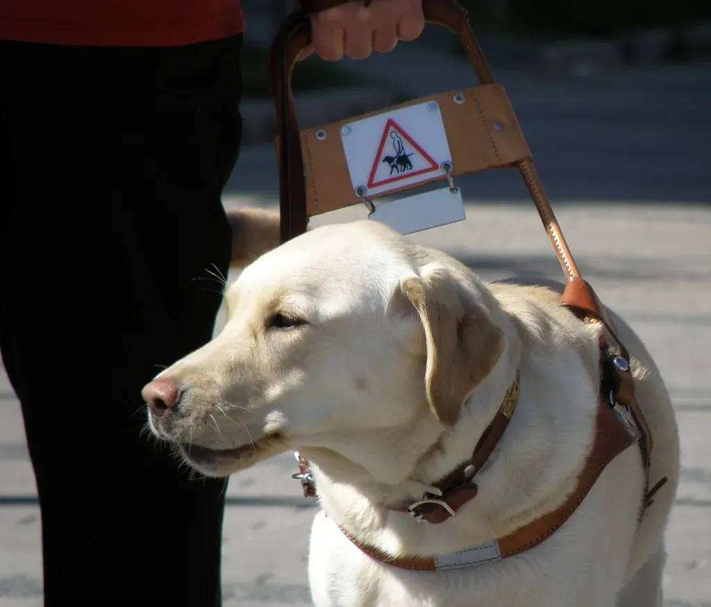 #2. Labrador Retriever (smerikal, Flickr, CC BY-SA 2.0)