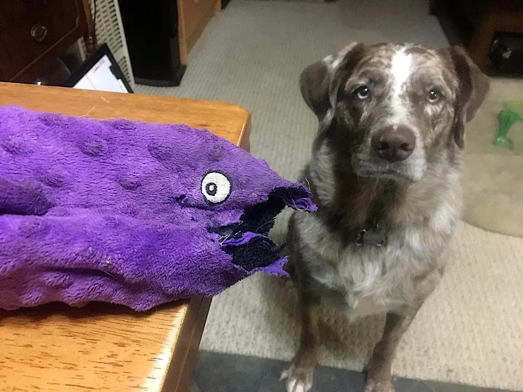 5. They Bring You Their Favorite Toy (Image Credits: Flickr)
