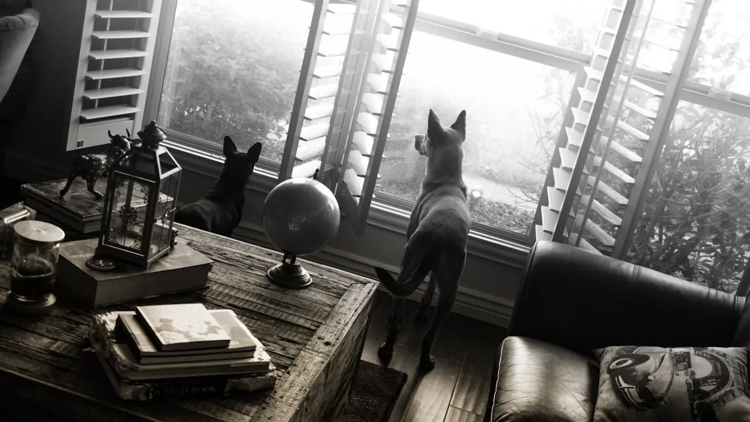 Alert Scanning of the Room From a High Vantage (Image Credits: Unsplash)