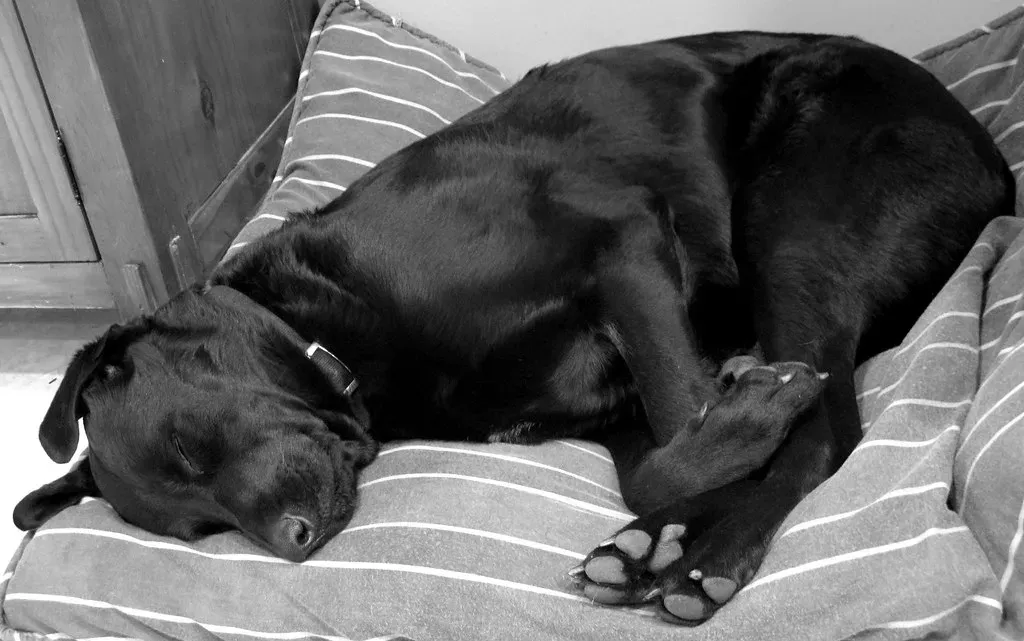 How to Support Your Dog's Best Sleep Ever (OakleyOriginals, Flickr, CC BY 2.0)