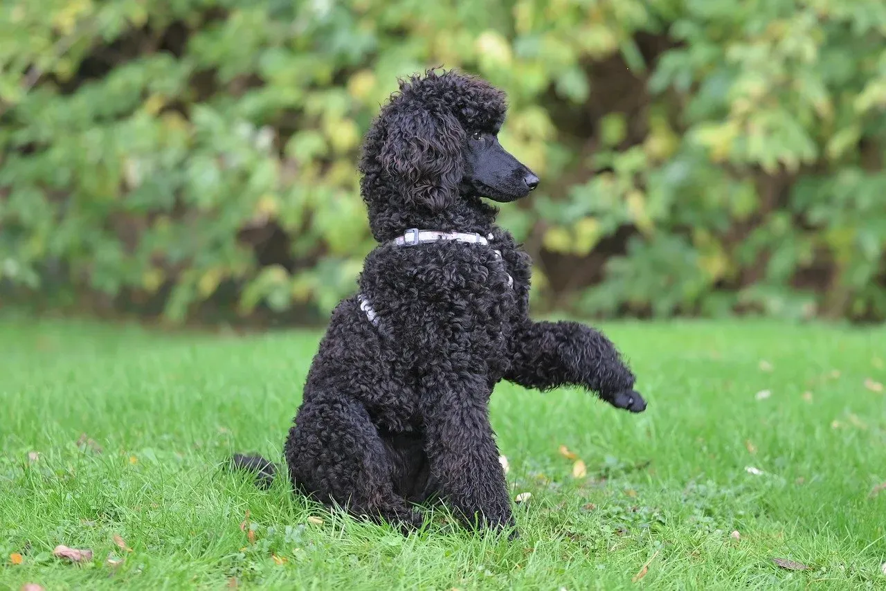 Reward Calm Behavior and Maintain Quality Time with Your Dog (Image Credits: Pixabay)