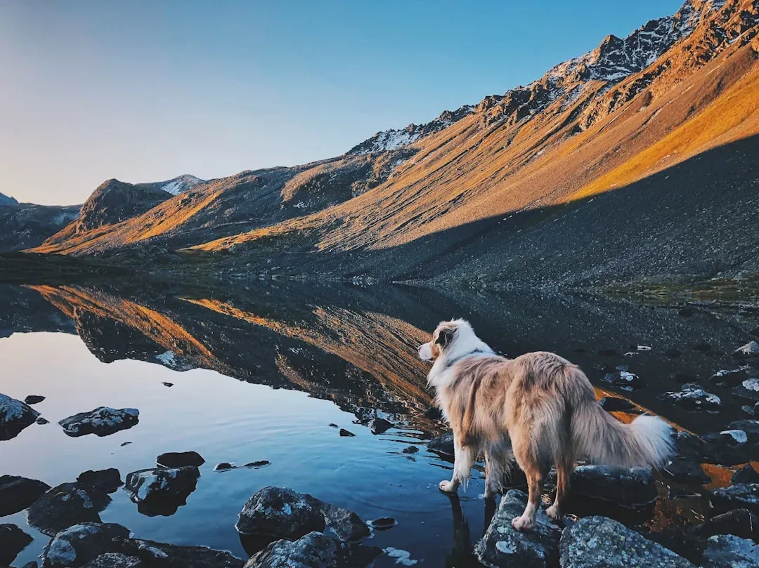 Reflections on Canine Instincts (Image Credits: Unsplash)