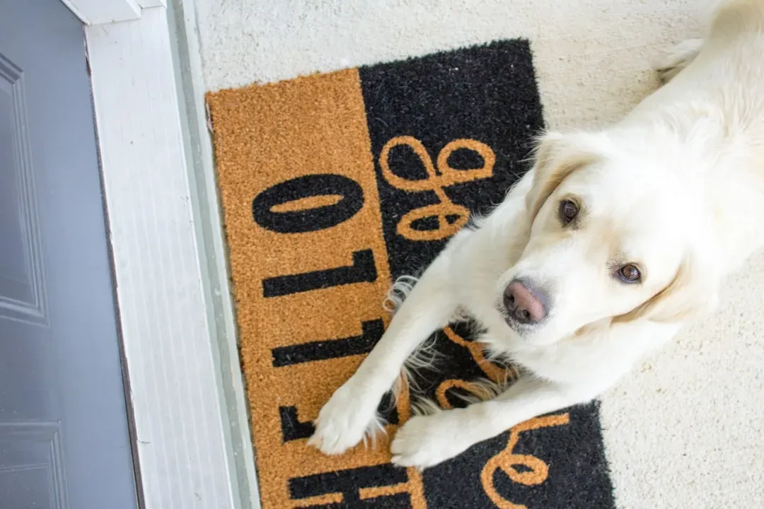 2. Create a Paw-Wiping Station Right at the Door (Image Credits: Unsplash)