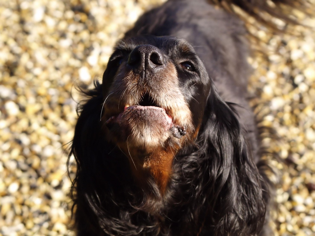 The Vocal Plea: Understanding Your Dog's Emotional Language (Image Credits: Pixabay)