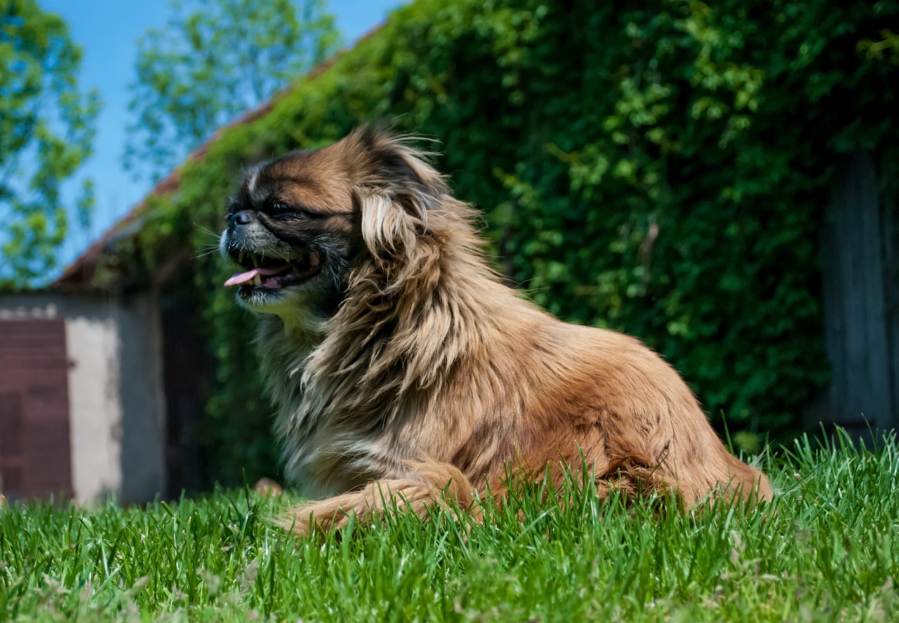 Pekingese: The Royal Rebel (Image Credits: Pixabay)