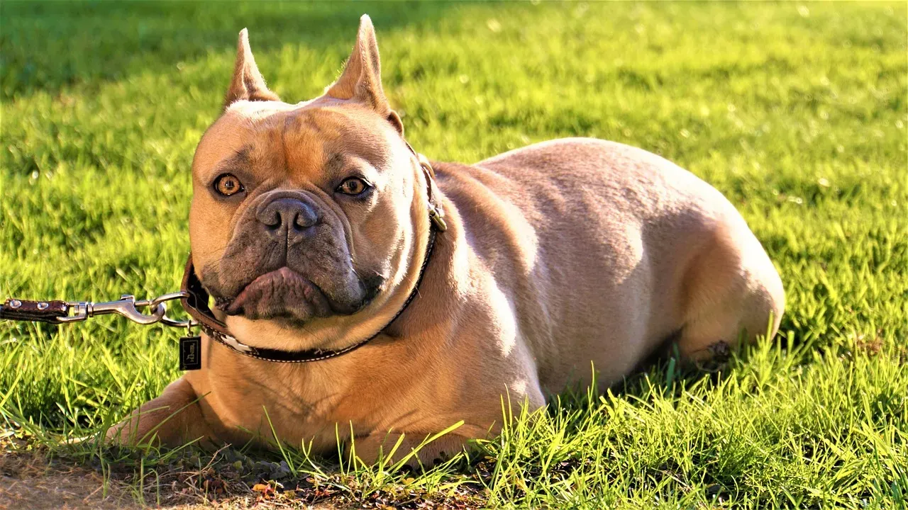 2. French Bulldog: The City Dog That Rules Florida's Urban Scene (Image Credits: Pixabay)