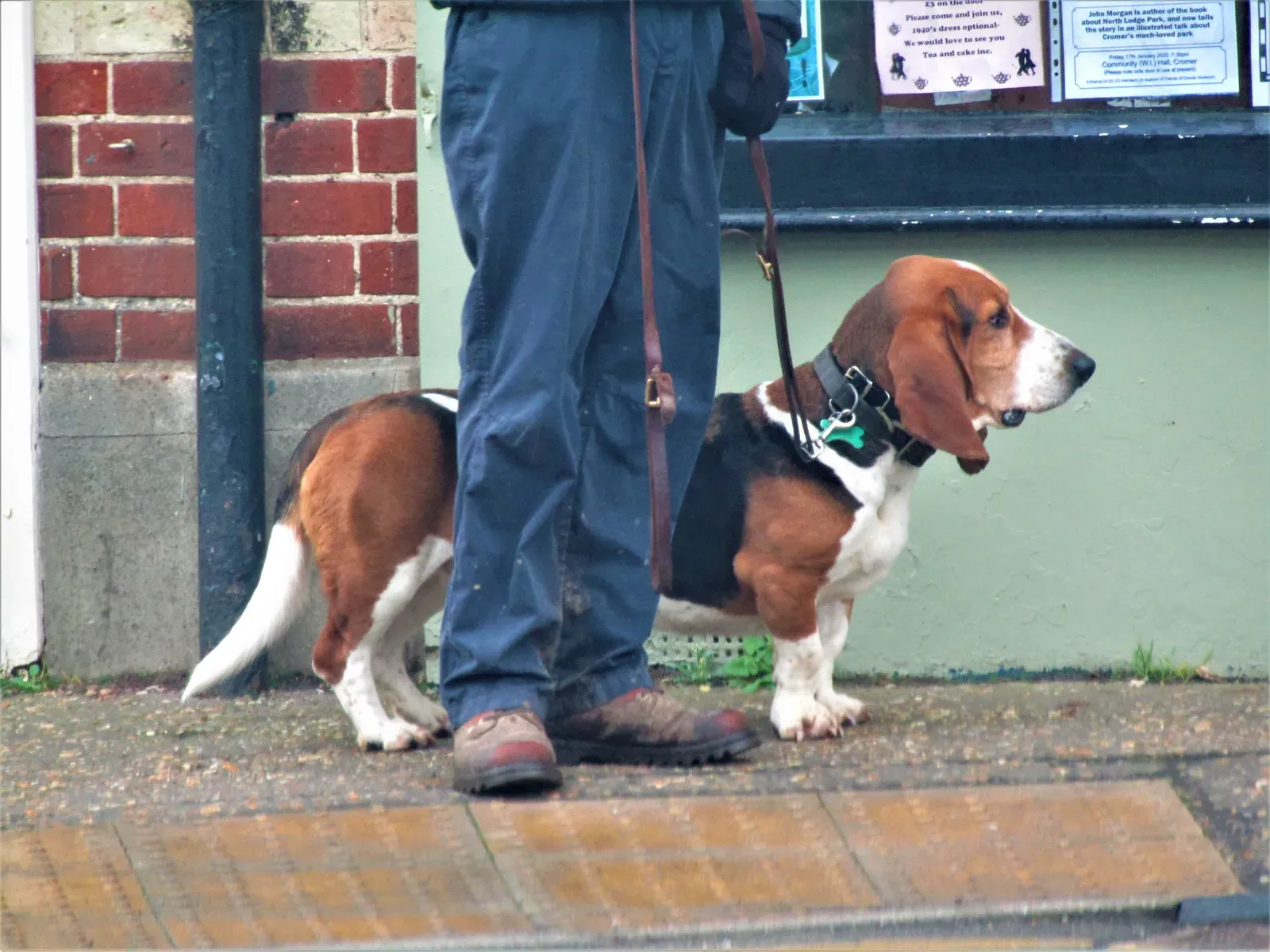 Even Calm Dogs Still Have Real Needs: The Balance Every Owner Must Strike (By Kolforn (Kolforn)
I'd appreciate if you could mail me (Kolforn@gmail.com) if you want to use this picture out of the Wikimedia project scope.This file is licensed under the Creative Commons Attribution-Share Alike 4.0 International license.
You are free:
to share – to copy, distribute and transmit the work
to remix – to adapt the work
Under the following conditions:
attribution – You must give appropriate credit, provide a link to the license, and indicate if changes were made. You may do so in any reasonable manner, but not in any way that suggests the licensor endorses you or your use.
share alike – If you remix, transform, or build upon the material, you must distribute your contributions under the same or compatible license as the original.https://creativecommons.org/licenses/by-sa/4.0CC BY-SA 4.0 Creative Commons Attribution-Share Alike 4.0 truetrue, CC BY-SA 4.0)