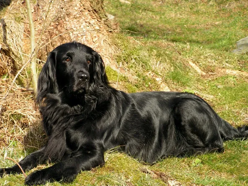 2. The Flat-Coated Retriever: The Golden Retriever's Overlooked Sibling (Image Credits: Wikimedia)