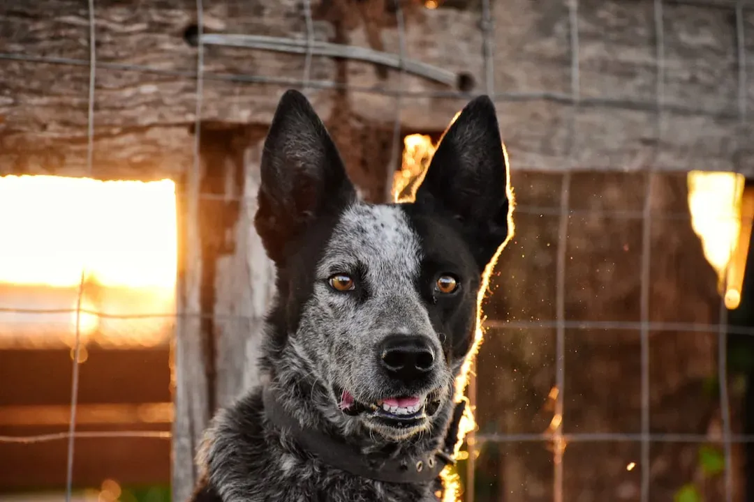 7. Australian Cattle Dog: Born for the Blazing Outdoors (Image Credits: Unsplash)