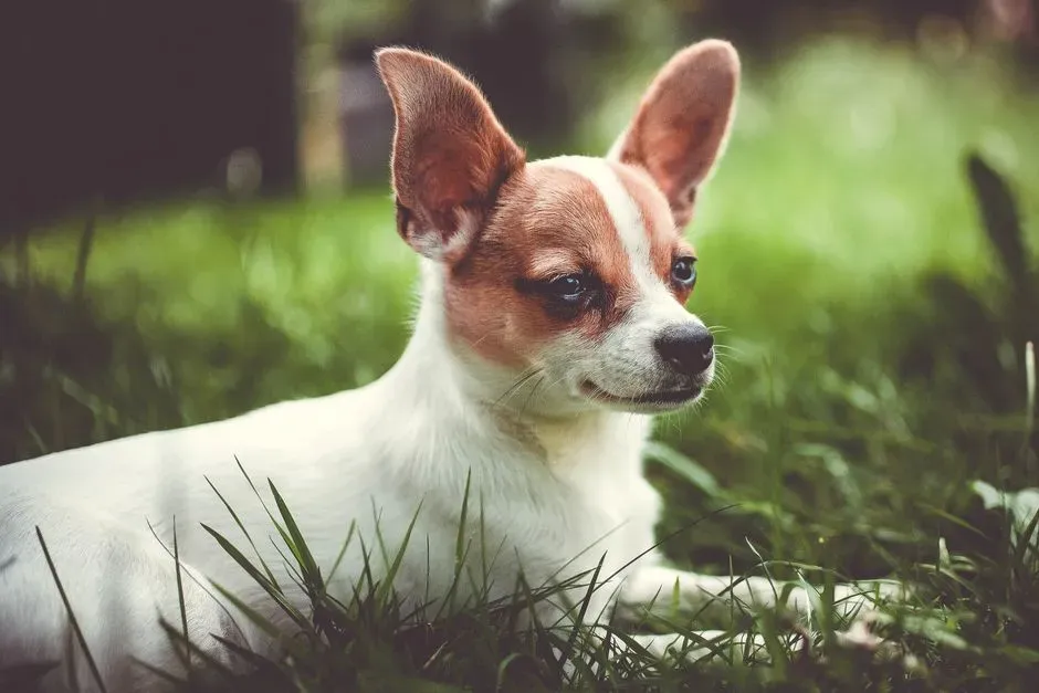 #2. Chihuahua (Image Credits: Pexels)
