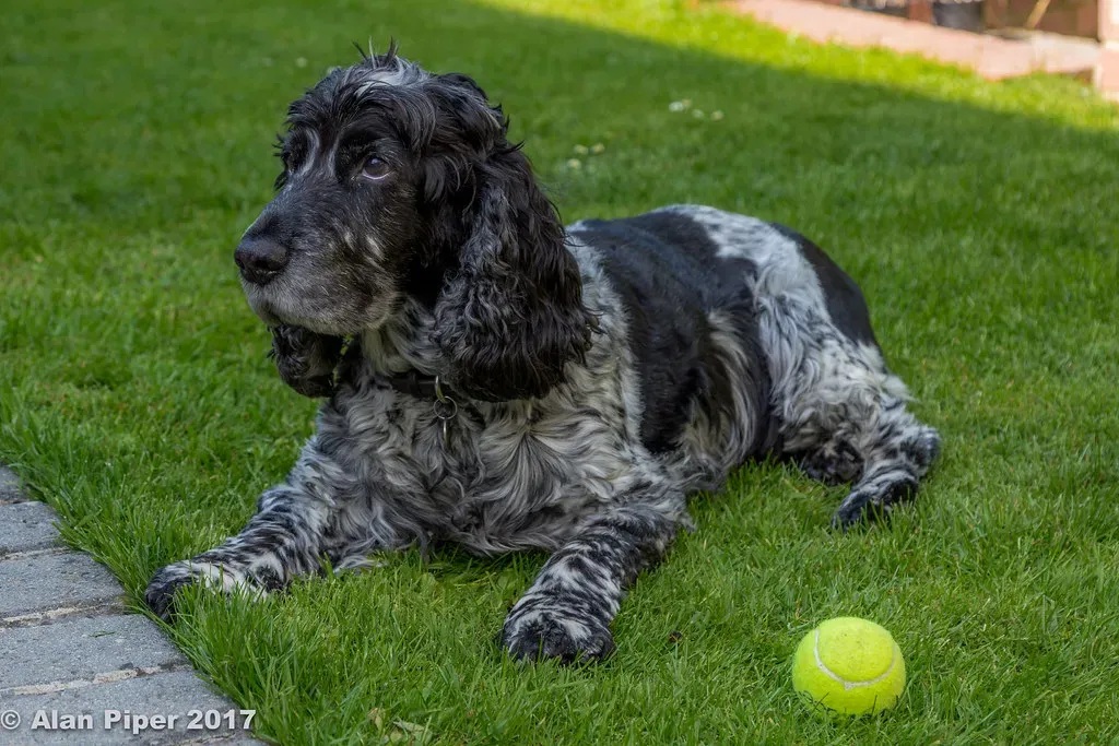 The Cocker Spaniel: Joyful Spirit In Compact Form (Image Credits: Flickr)