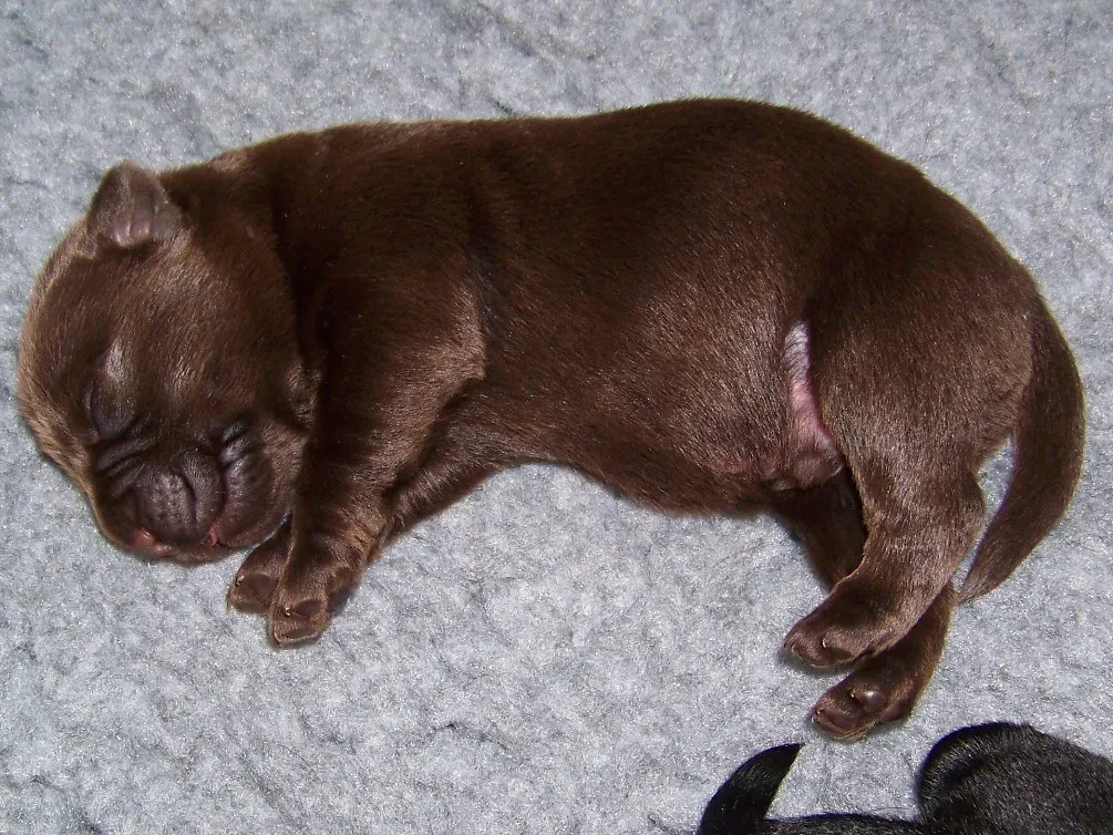 A Thriving Breeder Culture That Raises the Standard (ingodibella, Flickr, CC BY-SA 2.0)