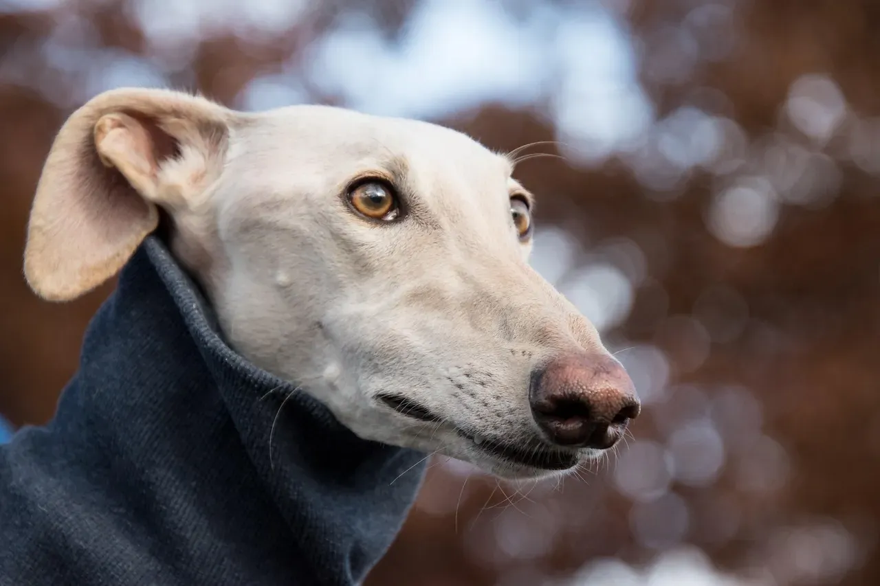 14. Greyhound: Surprisingly Well-Suited for the Carolina Climate (Image Credits: Pixabay)