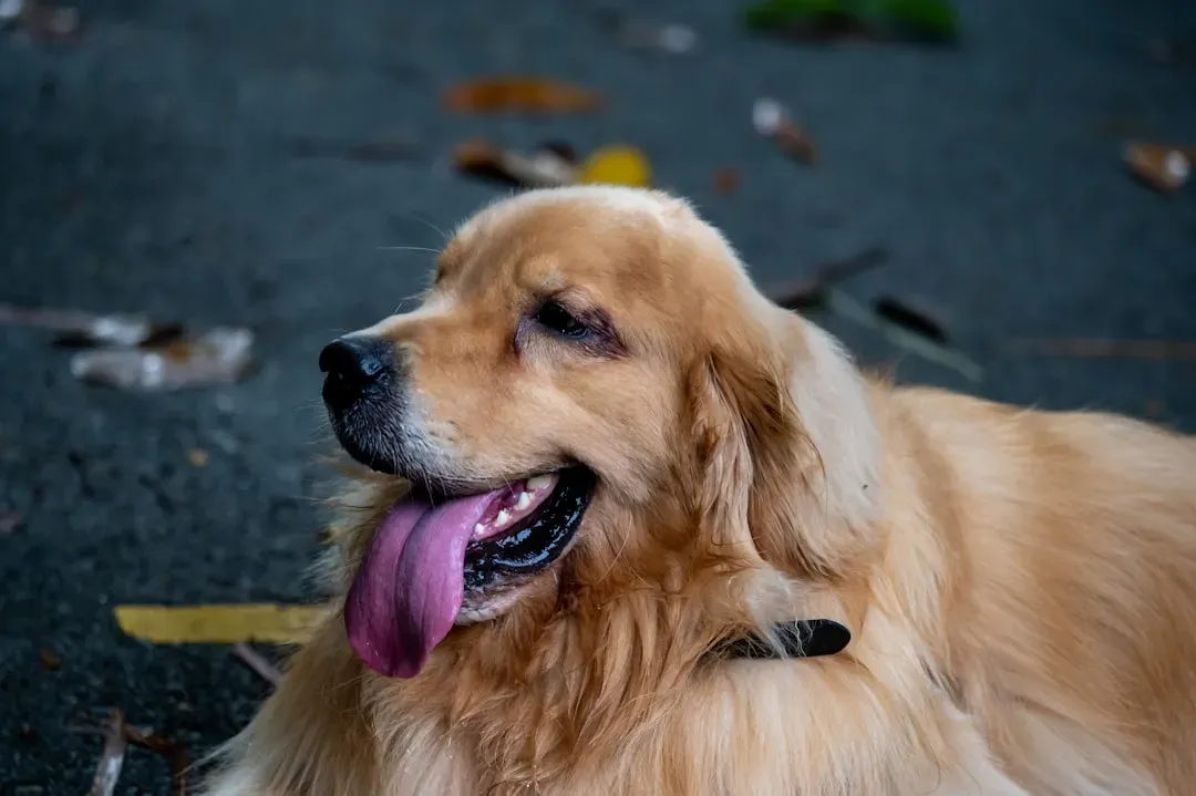 Why Florida's Heat Is a Unique Threat for Dogs (Image Credits: Unsplash)