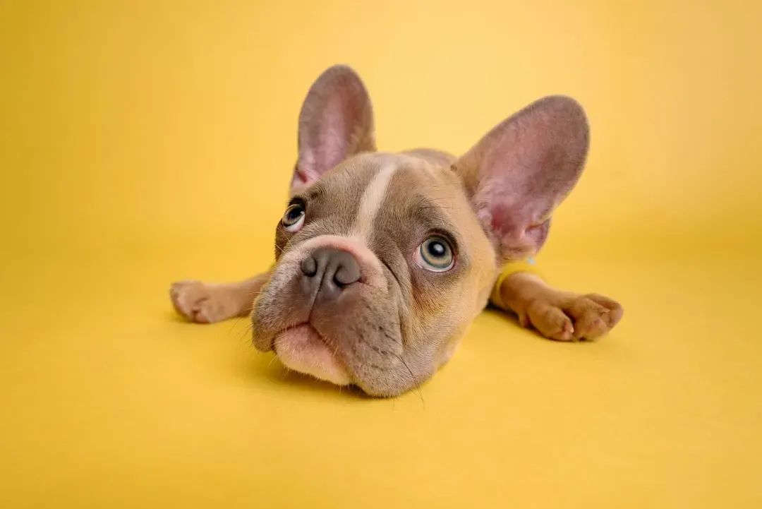 French Bulldog: The Compact Comedian (Image Credits: Unsplash)