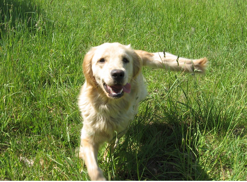 Labrador Retriever - America's Beloved Family Dog (Image Credits: Flickr)
