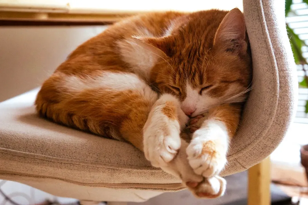 They Sleep Near Your Scent (Image Credits: Unsplash)