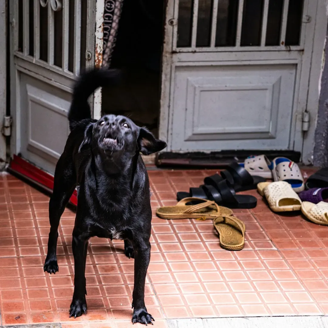 Breed Tendencies, Bossy Behavior, and Where Science Stands Today (Image Credits: Unsplash)