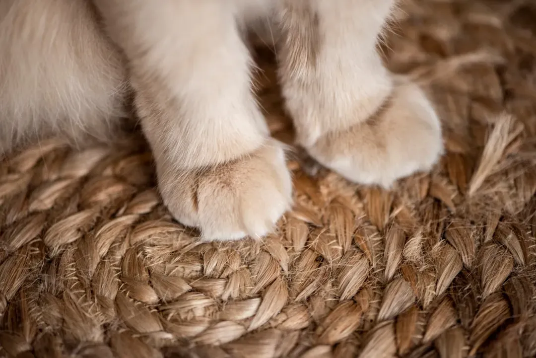 #7 - Matted Toe Hair Packed With Debris (Image Credits: Unsplash)