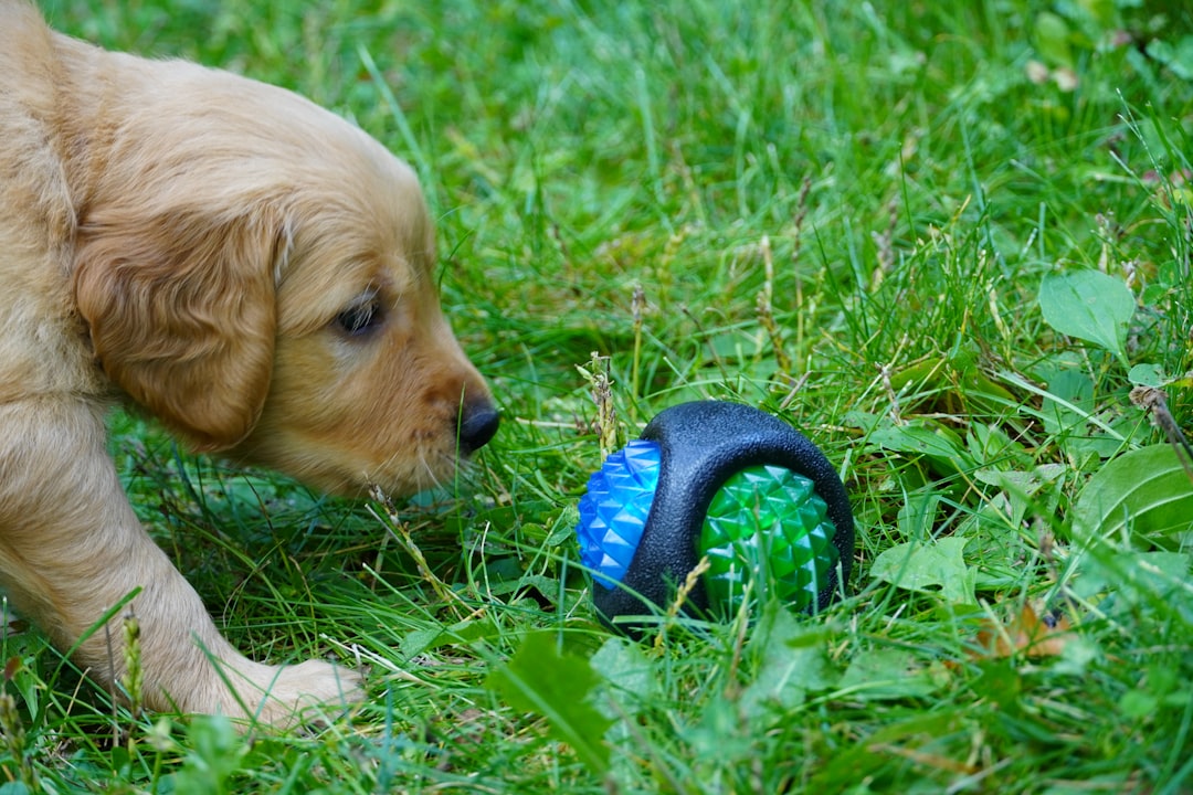 Providing Inappropriate Toys or Enrichment Activities (Image Credits: Unsplash)