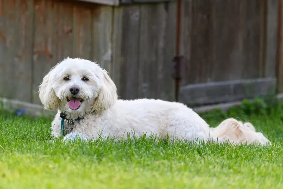 Now, the Good News: 5 Breeds That Thrive in Pennsylvania Homes (Image Credits: Pexels)