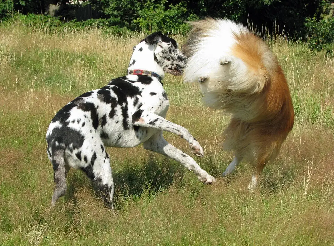 #12 Gemini (May 21 – June 20): Social Butterflies Need Social Dogs (Image Credits: Pixabay)