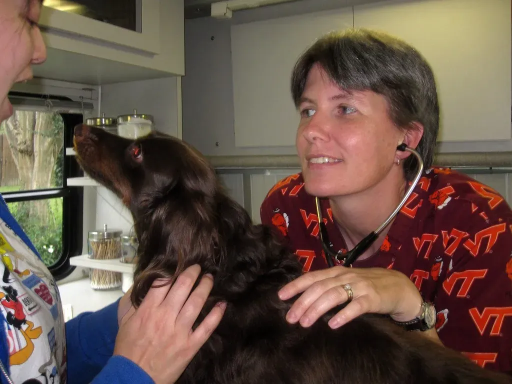 #1 - The Dog Sees Their Human as Safe, Even When Things Hurt (Tobyotter, Flickr, CC BY 2.0)