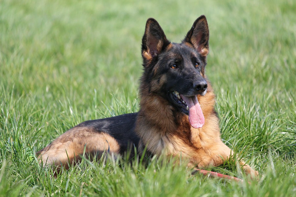 Aries: German Shepherd - The Bold Leader (Image Credits: Flickr)