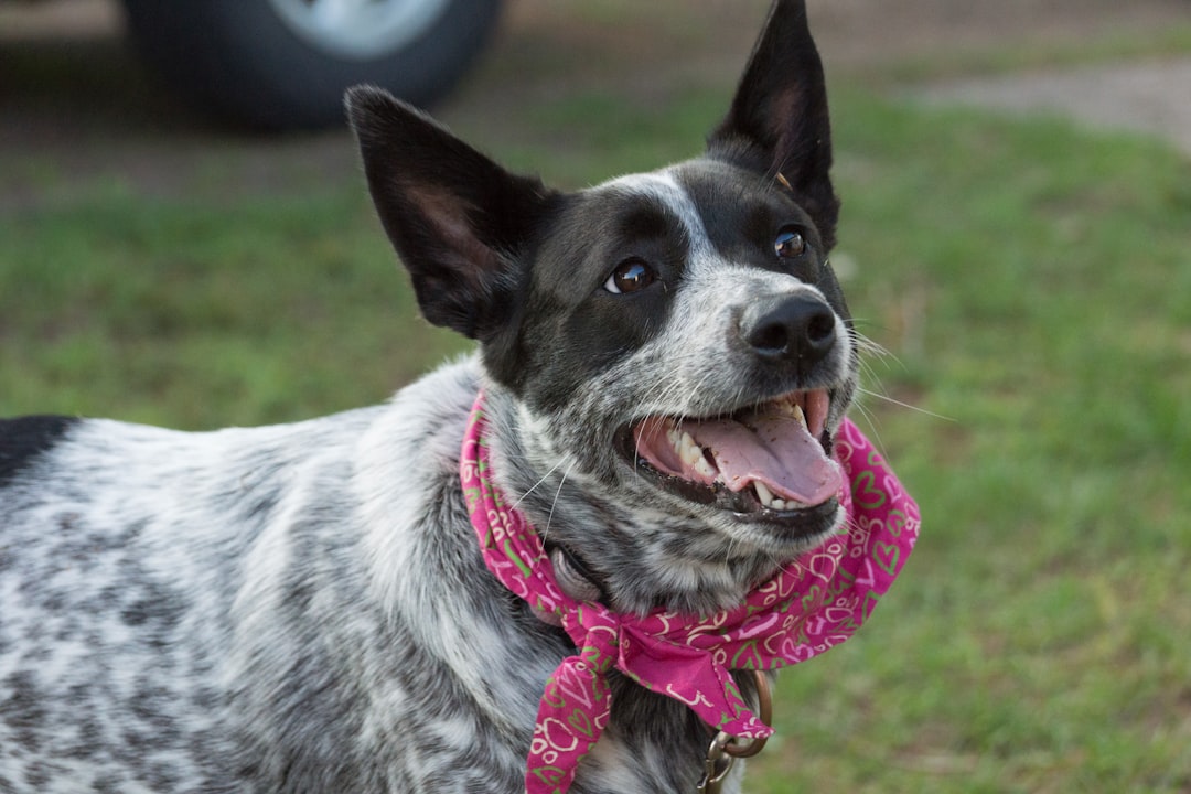 Aquarius and Australian Cattle Dog (Image Credits: Unsplash)