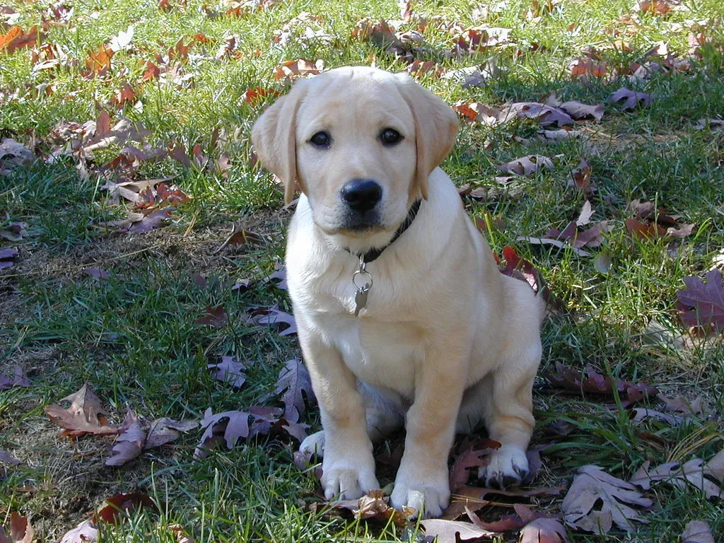 Labrador Retrievers (Image Credits: Flickr)