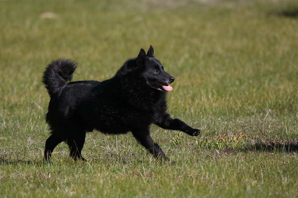10. Schipperke - The Little Captain (Image Credits: Flickr)