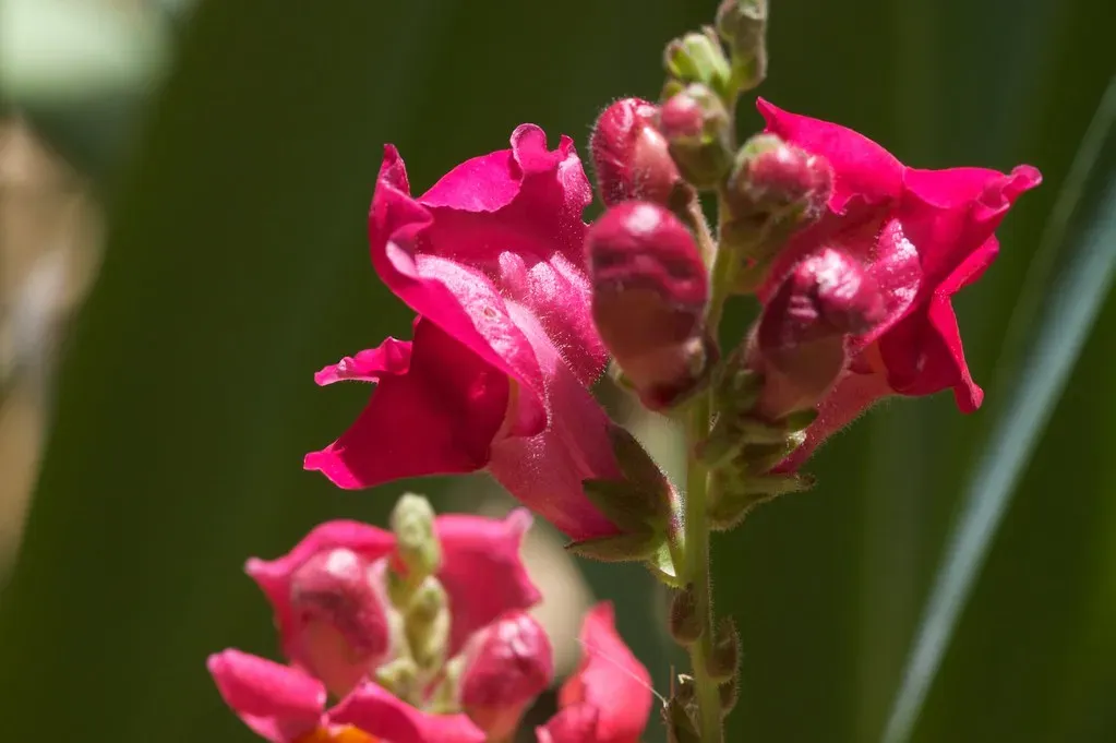 Snapdragon: The Whimsical Bloomer (Image Credits: Flickr)