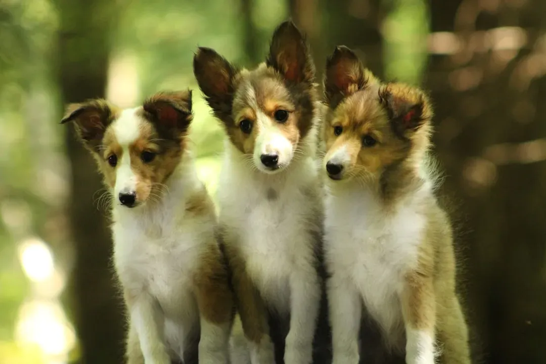 Capricorn and Difficult to Train Breeds: Ambition Meets Stubbornness (Image Credits: Unsplash)